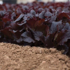 Alboreto -Verdant Bloom Store 04225 02 alboreto vendor