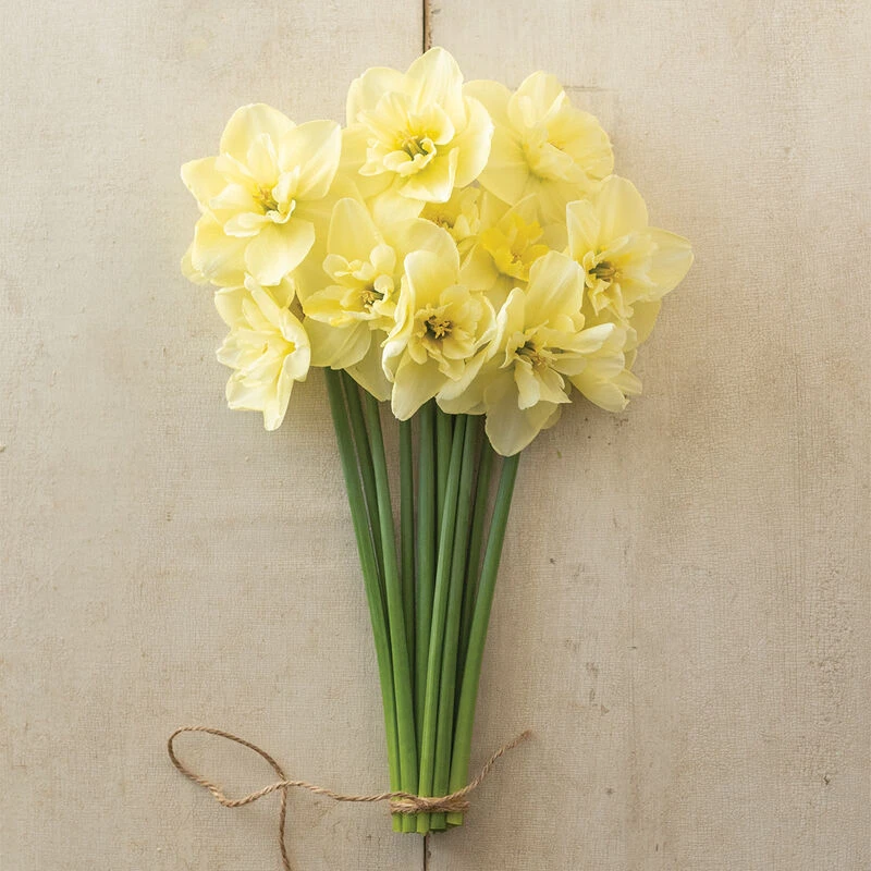 Dancing Moonlight 3 Dancing Moonlight