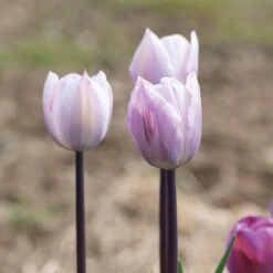 New Arrival -Verdant Bloom Store 04233 01 silver cloud