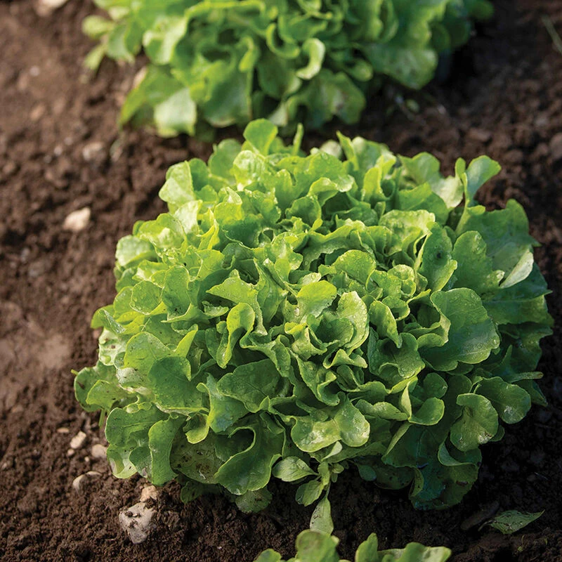 Bauer 4 Bauer - Image 2