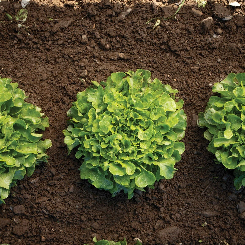 Bauer 5 Bauer - Image 3