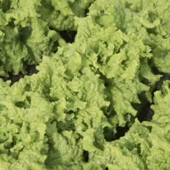 Black Seeded Simpson -Verdant Bloom Store 0425n 01 blackseedsimp