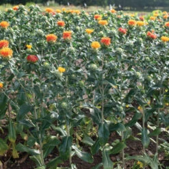 Zanzibar -Verdant Bloom Store 04266 03 zanzibar