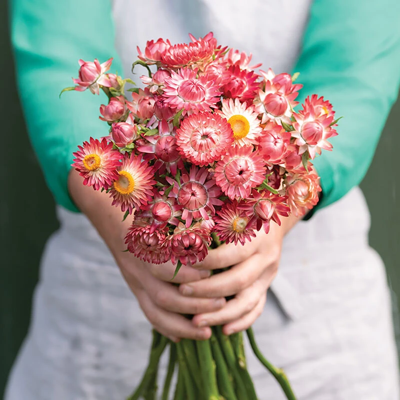 King Size Raspberry Rose 3 King Size Raspberry Rose