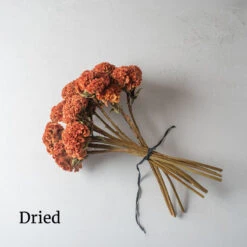 Verdant Bloom Store -Verdant Bloom Store 04332 02 orange queen improved dried flower