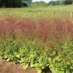 Limon -Verdant Bloom Store 04411 03 limon