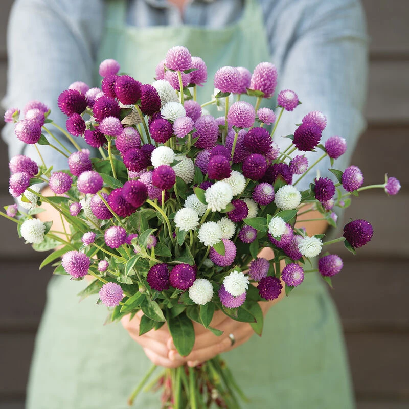 Audray Mix 3 Audray Mix