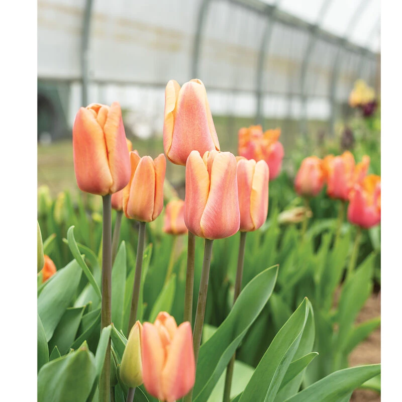 Apricot Foxx 4 Apricot Foxx - Image 2