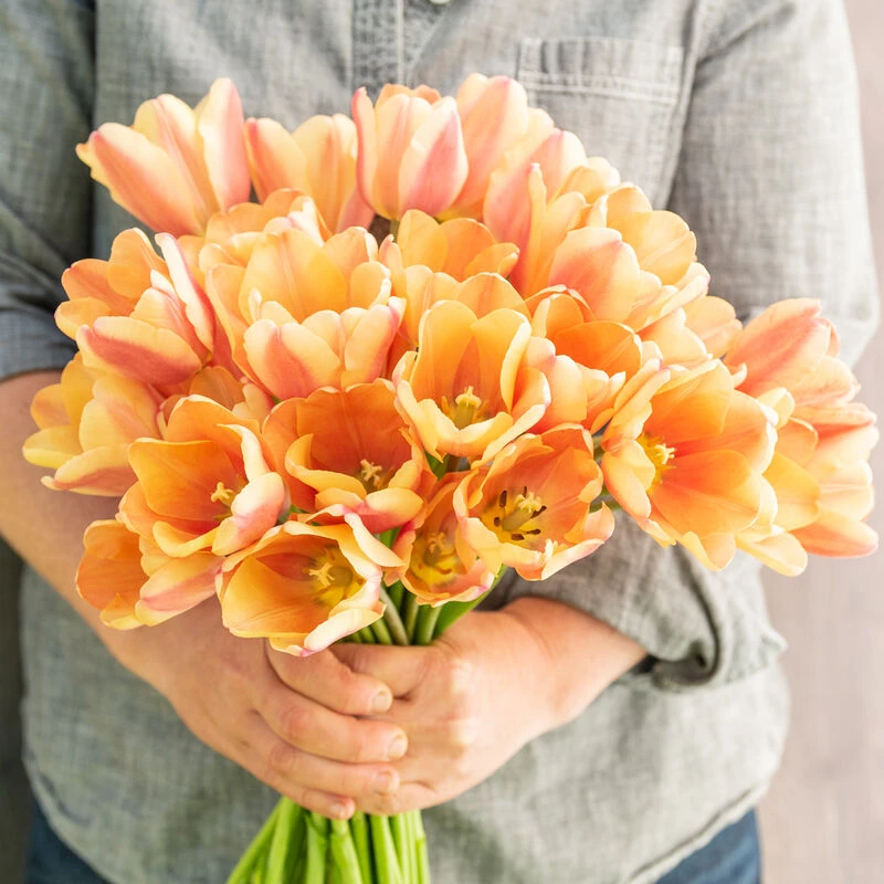 Apricot Foxx 3 Apricot Foxx