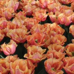 Astronaut Andre Kuipers -Verdant Bloom Store 04482 02 astronautandrekuipers