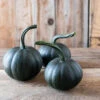 Black Bear -Verdant Bloom Store 04493 01 black bear pumpkin