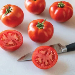 Celebrity Plus -Verdant Bloom Store 04508 01 celebrity plus