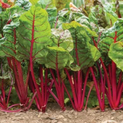 Charbell -Verdant Bloom Store 04551 01 charbell