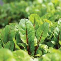 Charbell -Verdant Bloom Store 04551 03 charbell