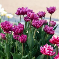 Margarita 8 Margarita -Verdant Bloom Store 04556 03 margarita