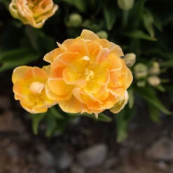 Charming Beauty -Verdant Bloom Store 04561 04 charming beauty