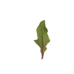 Red Snapper -Verdant Bloom Store 04569 02 redsnapper