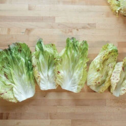 Giorgione 7 Giorgione -Verdant Bloom Store 04582 03 giorgione