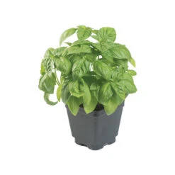 Prospera® Italian Large Leaf DMR (ILL2) -Verdant Bloom Store 04589g 02 prosperaitalian largeleaf
