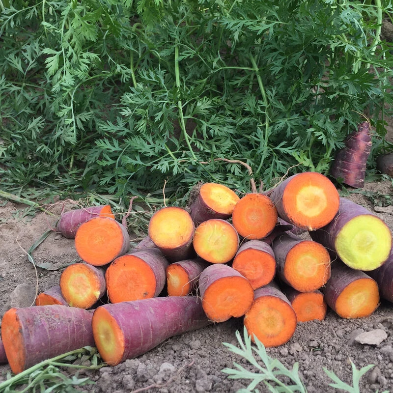 Dragon 4 Dragon - Image 2