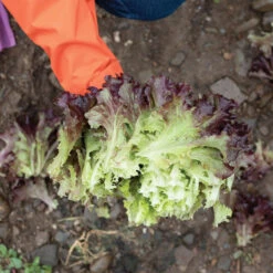 Brentwood -Verdant Bloom Store 04599g 03 brentwood