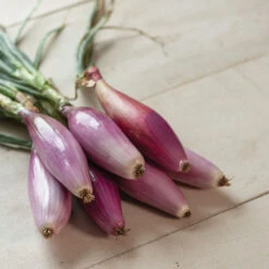 Red Long Of Florence