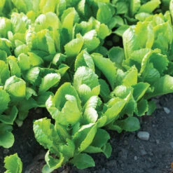 Carlsbad -Verdant Bloom Store 04617g 03 carlsbad