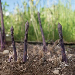 Erasmus -Verdant Bloom Store 04643 02 erasmus