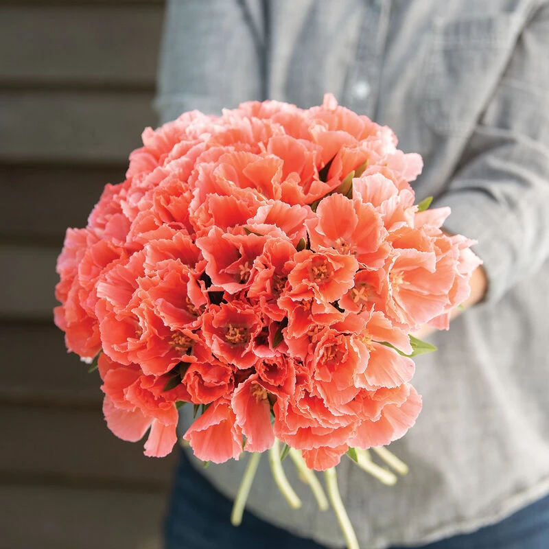 Grace Salmon 3 Grace Salmon