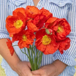 Champagne Bubbles Scarlet