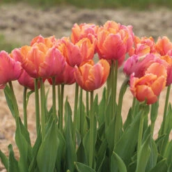 Amazing Parrot -Verdant Bloom Store 04730 03 amazingparrot