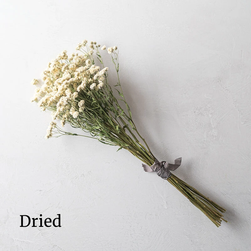 The Pearl 4 The Pearl - Image 2