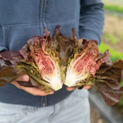 Volcana -Verdant Bloom Store 04765jp 01 volcana mini lettuce