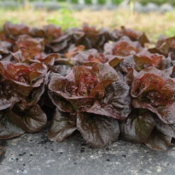 Volcana -Verdant Bloom Store 04765jp 02 volcana mini lettuce