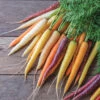 Glow Stix Sunrise Mix -Verdant Bloom Store 04767 01 glow stix sunrise mix carrot