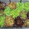 Prismatic Mini Head Mix -Verdant Bloom Store 04768jp 01 prismatic mini head lettuce mix