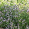 Phacelia -Verdant Bloom Store 04771 01 phacelia