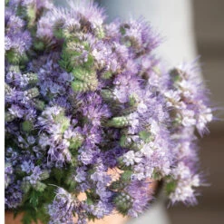 Phacelia -Verdant Bloom Store 04771 04 phacelia