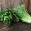 Chalupa -Verdant Bloom Store 04791g 01 chalupa green romaine lettuce
