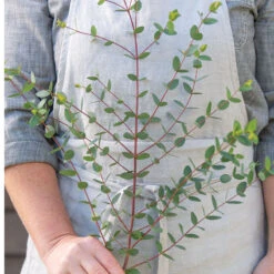 Small-Leaved Gum -Verdant Bloom Store 04793 03 smallleaved gum