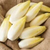 Bingo -Verdant Bloom Store 04899 01 bingo belgian endive