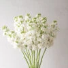 Early Arrow White -Verdant Bloom Store 04908 01 early arrow white stock
