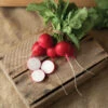 Donato 2 Donato -Verdant Bloom Store 04910 01 donato red round radish