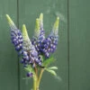 The Governor -Verdant Bloom Store 04913 01 the govenor lupine flower