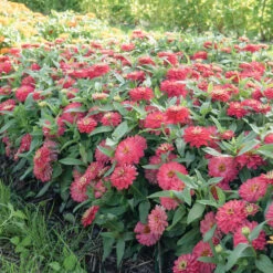 Double Zahara™ Salmon 5 Double Zahara™ Salmon -Verdant Bloom Store 04936 02 double zahara salmon zinnia