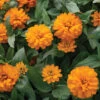 Double Zahara™ Bright Orange -Verdant Bloom Store 04937 01 double zahara bright orange zinnia