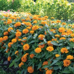 Double Zahara™ Bright Orange -Verdant Bloom Store 04937 02 double zahara bright orange zinnia