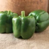 Autry -Verdant Bloom Store 05025 01 aurty bell pepper
