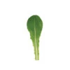 Reyes -Verdant Bloom Store 05152g 01 reyes babyleaf lettuce