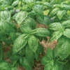 Noga Prospera® Active DMR 1 Noga Prospera® Active DMR -Verdant Bloom Store 05467g 01 noga prospera basil